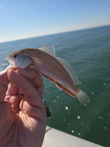イシモチの釣果