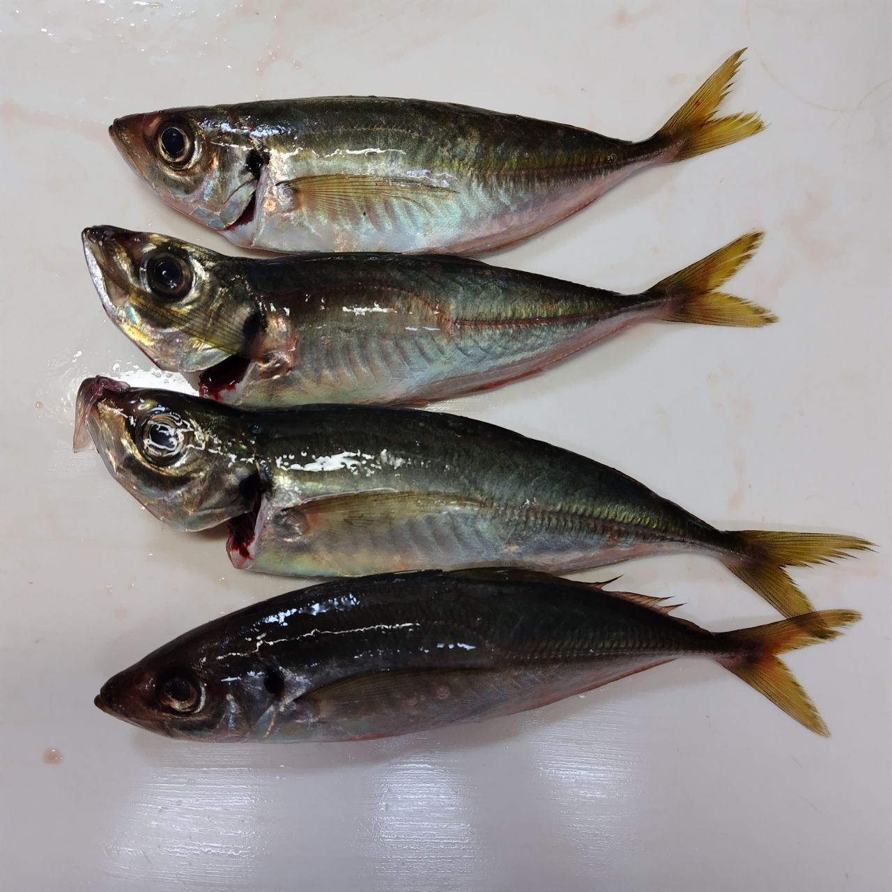 SHIMANO 21グラップラー BB タイプJ スピニング S60-3の最安値