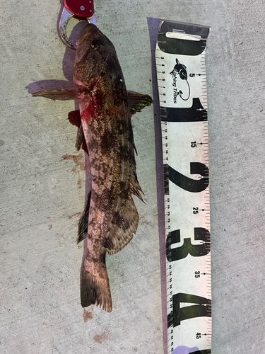 アイナメの釣果