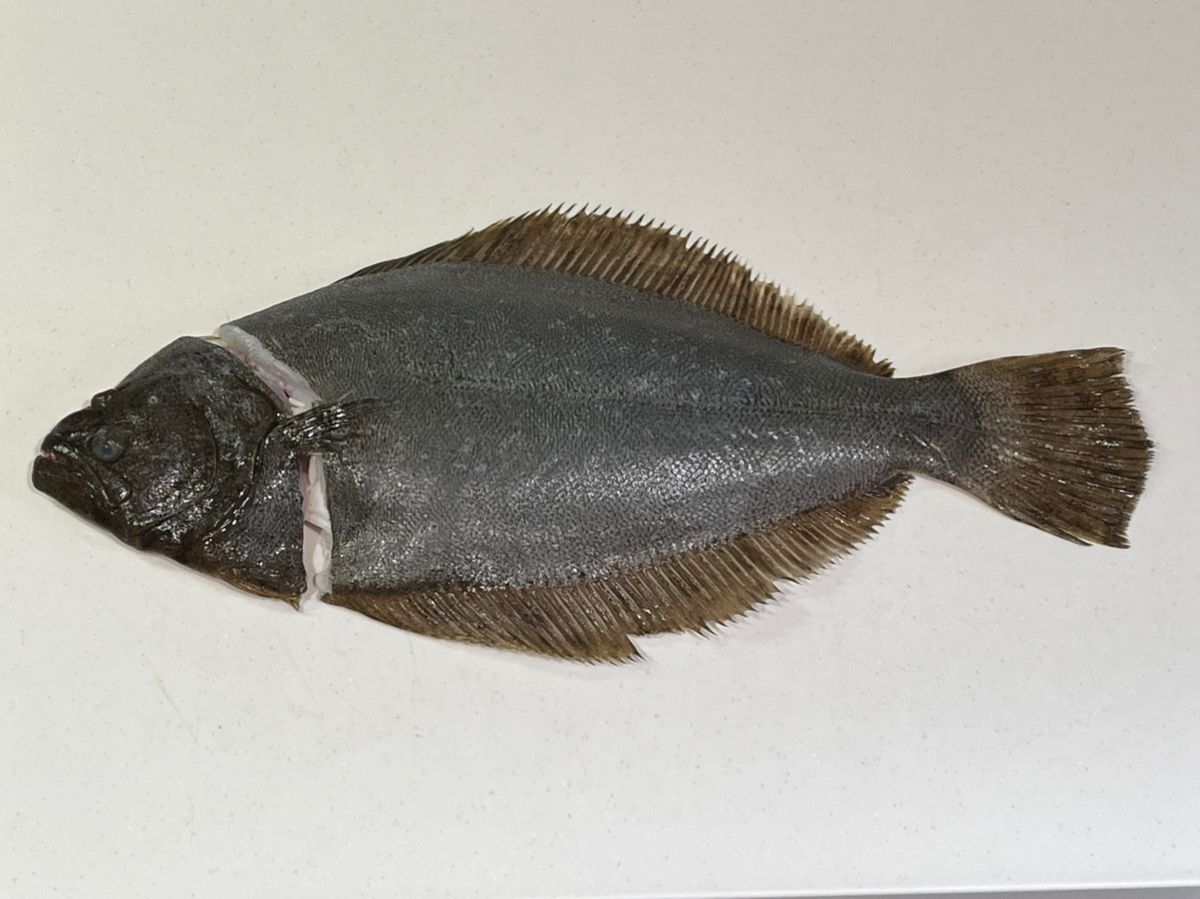 kpfile01さんの釣果 2枚目の画像