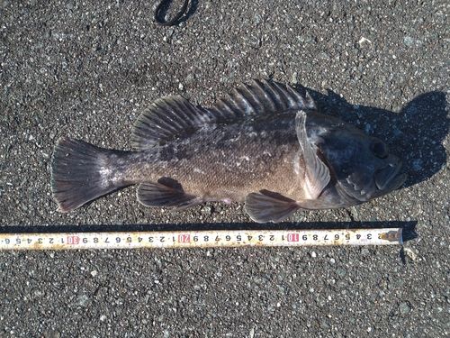 クロソイの釣果