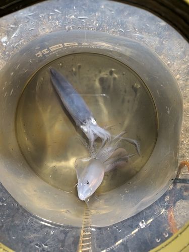 ヒイカの釣果