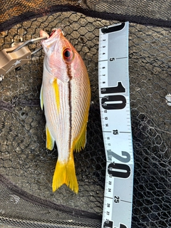 タテフエダイの釣果