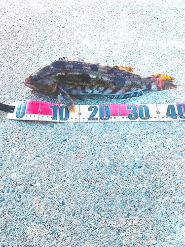 アブラコの釣果