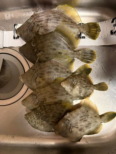 カワハギの釣果