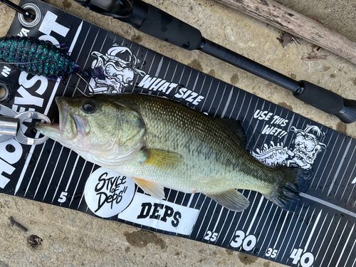 ブラックバスの釣果