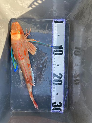 ホウボウの釣果