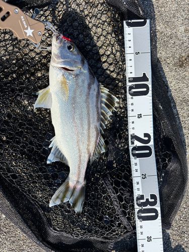 コトヒキの釣果