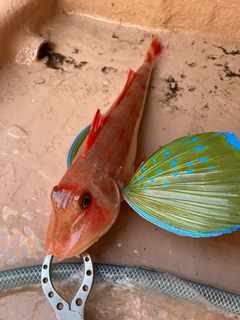 ホウボウの釣果