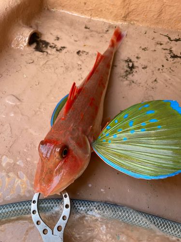 ホウボウの釣果