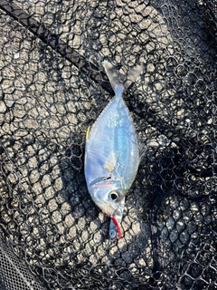 コバンヒイラギの釣果