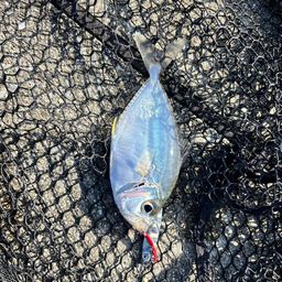 コバンヒイラギ