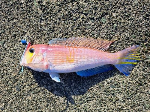 アマダイの釣果