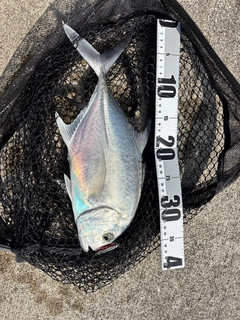 ロウニンアジの釣果