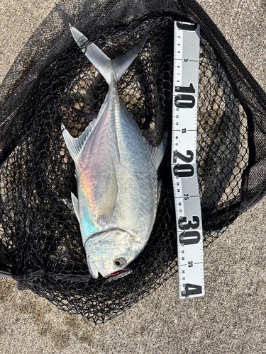 ロウニンアジの釣果