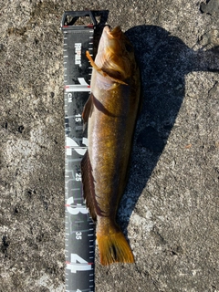 アイナメの釣果