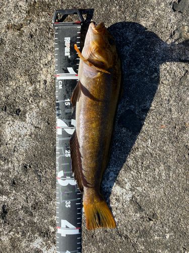 アイナメの釣果