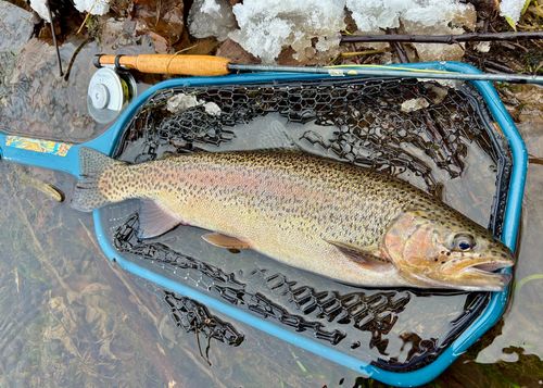 ニジマスの釣果