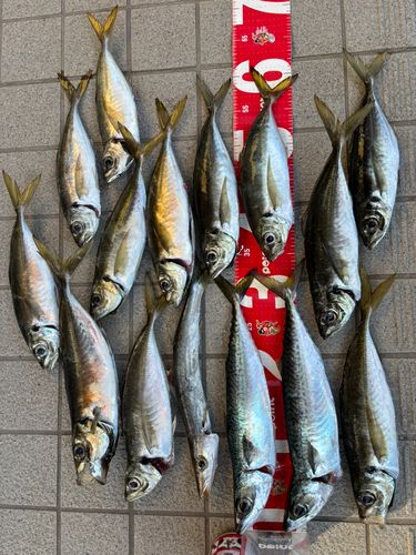 サバの釣果