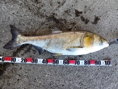 ハクレンの釣果