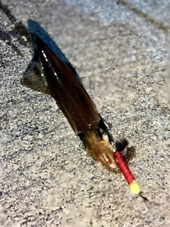 ヤリイカの釣果