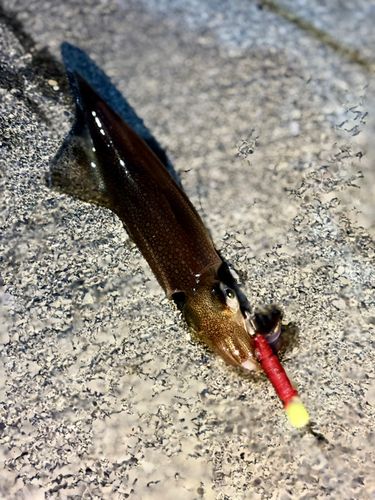 ヤリイカの釣果