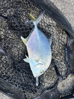 ロウニンアジの釣果