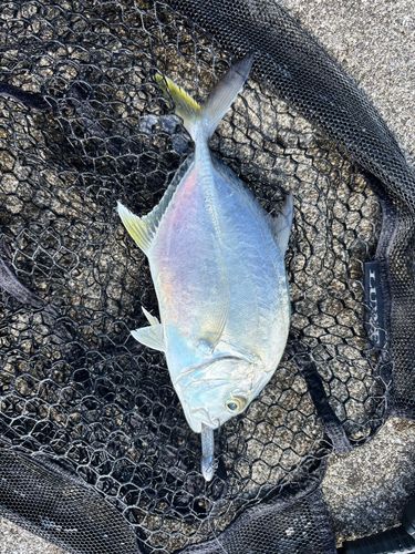 ロウニンアジの釣果