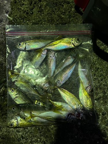 アジの釣果