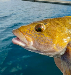 アイナメの釣果