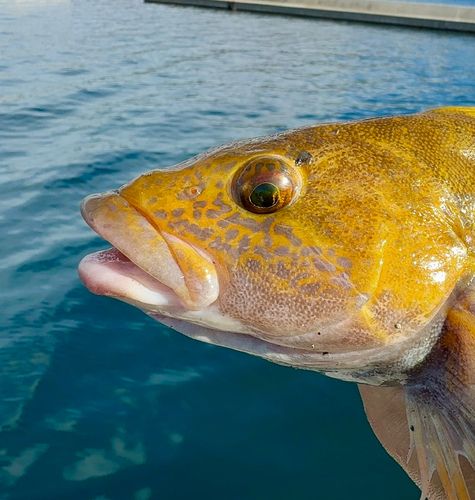 アイナメの釣果