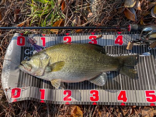 ブラックバスの釣果