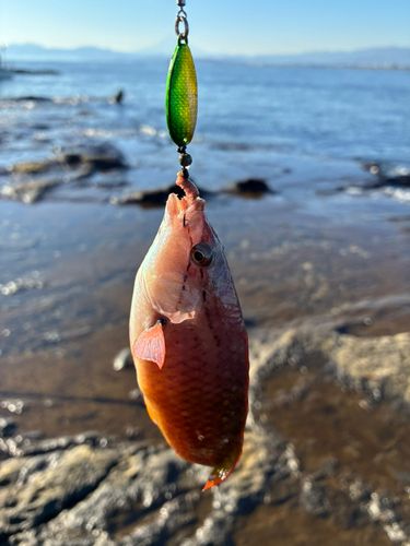 アカササノハベラの釣果