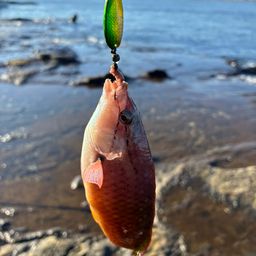 アカササノハベラ