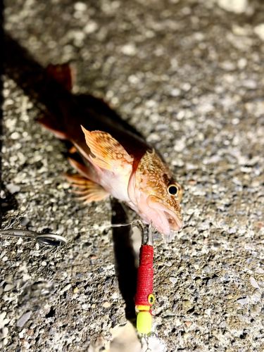 カサゴの釣果