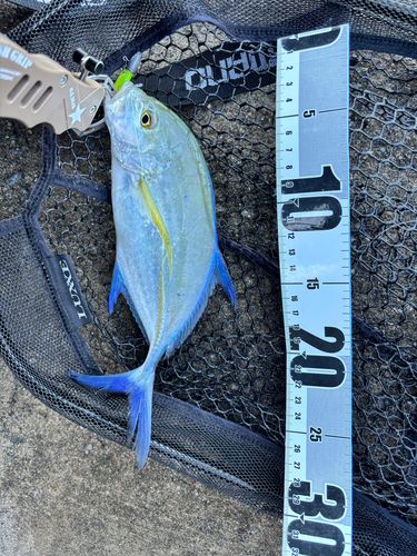 カスミアジの釣果