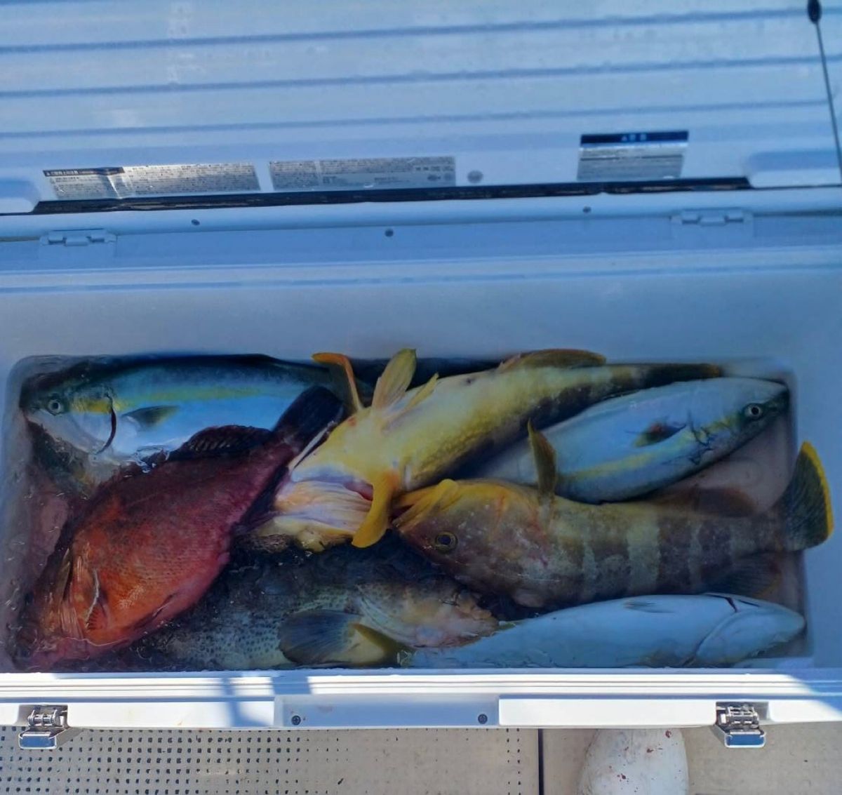 充丸（みつまる）女将さんの釣果 2枚目の画像