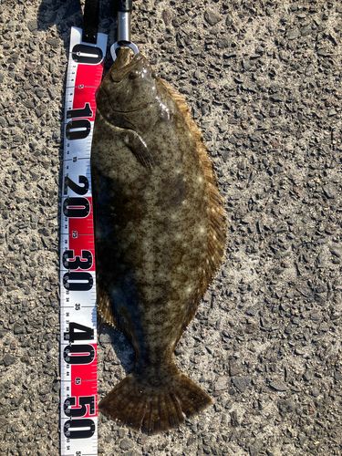 ヒラメの釣果