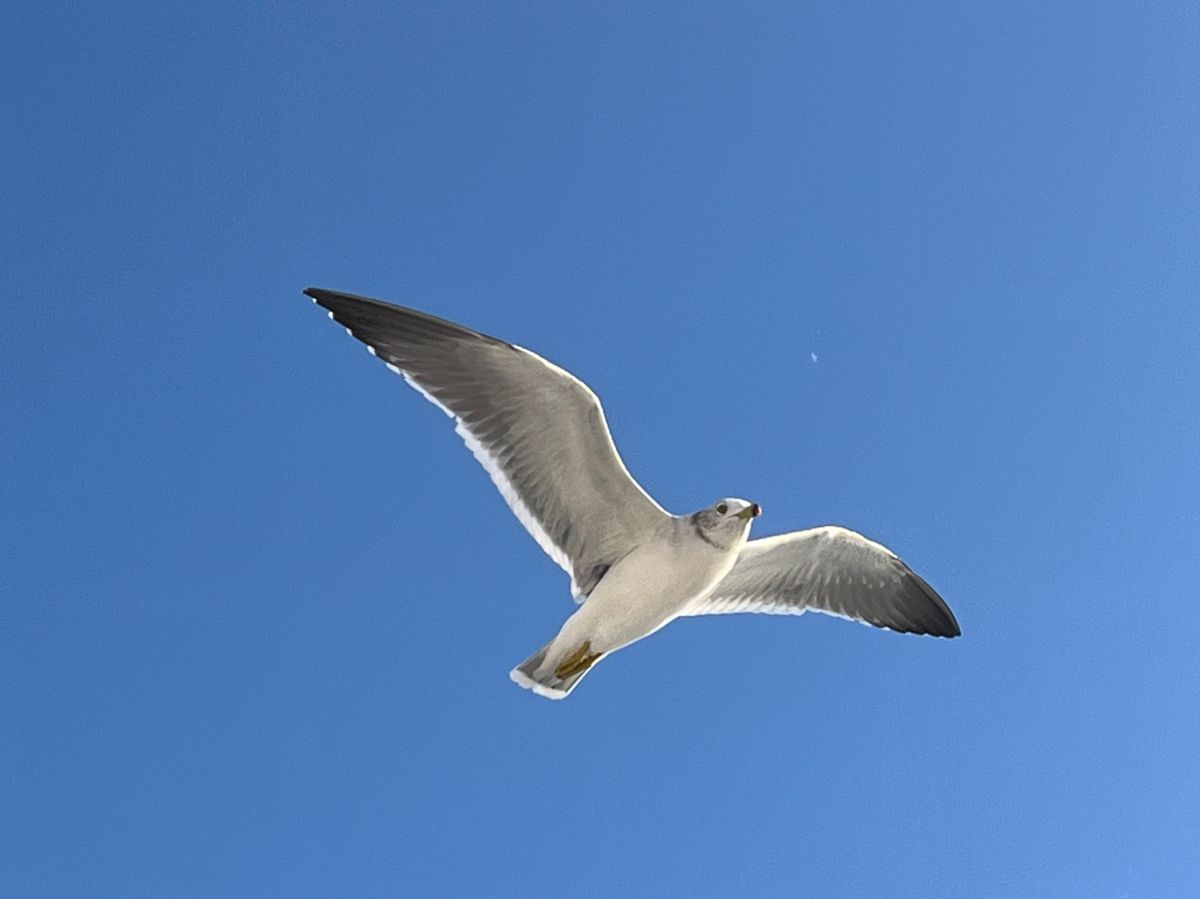 BOZUさんの釣果 2枚目の画像