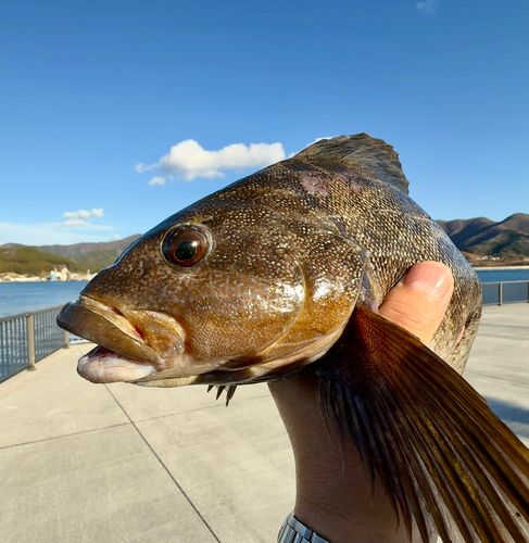 アイナメの釣果