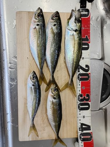 アジの釣果
