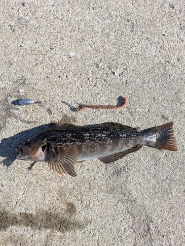 アイナメの釣果