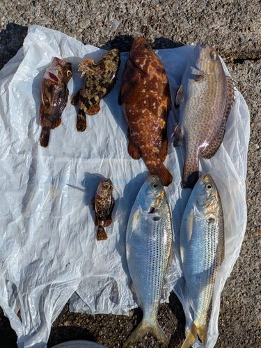 コロダイの釣果