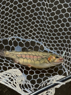 ニジマスの釣果