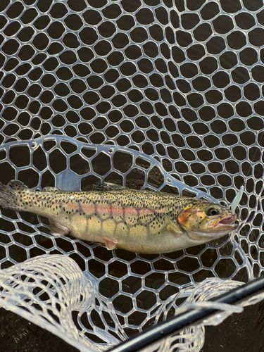 ニジマスの釣果