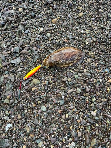 コウイカの釣果