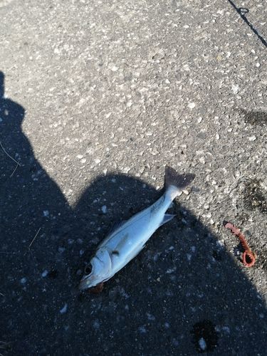 セイゴ（マルスズキ）の釣果