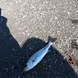 セイゴ（マルスズキ）