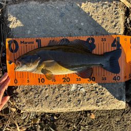 スモールマウスバス