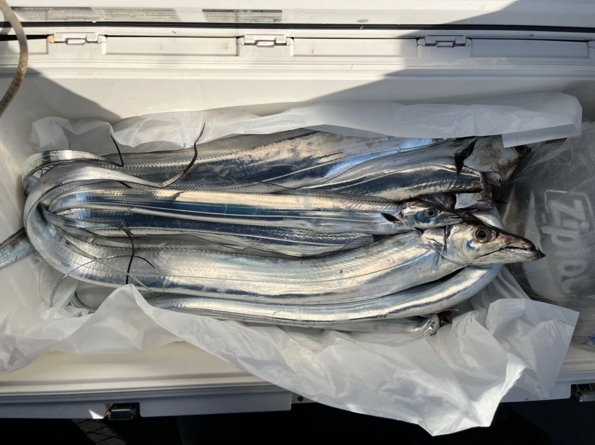 BOZUさんの釣果 2枚目の画像